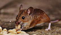24 Hour & Emergency Exterminators in Wilm, NC